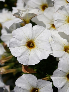 PETCHOA SuperCal Pearl White